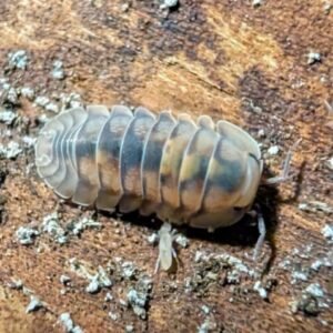 cropped pxl 20250607 162825209 scaled 2.jpg