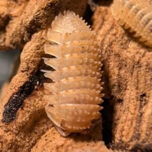 cropped pxl 20250612 134657342 scaled 1.jpg