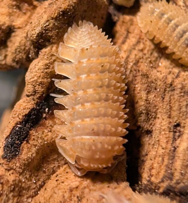 cropped pxl 20250612 134657342 scaled 1.jpg cropped pxl 20250612 134657342 scaled 1.jpg