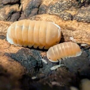 cropped pxl 20250612 135814206 scaled 1.jpg