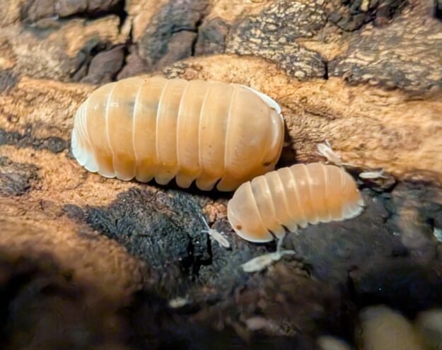 cropped pxl 20250612 135814206 scaled 1.jpg cropped pxl 20250612 135814206 scaled 1.jpg