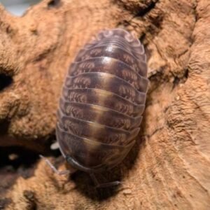 cropped pxl 20250618 052344252 scaled 1.jpg