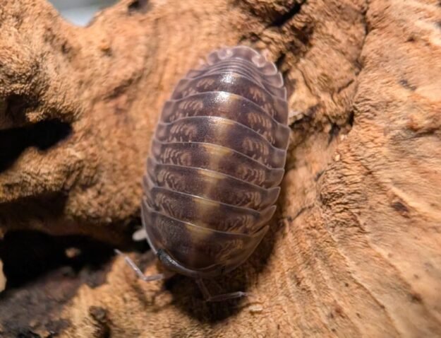 cropped pxl 20250618 052344252 scaled 1.jpg cropped pxl 20250618 052344252 scaled 1.jpg