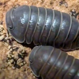 cropped pxl 20250618 055925573 1 scaled 1.jpg