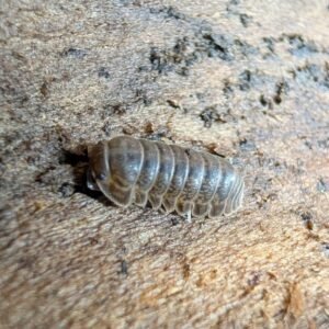 cropped pxl 20250726 211009139 scaled 2.jpg