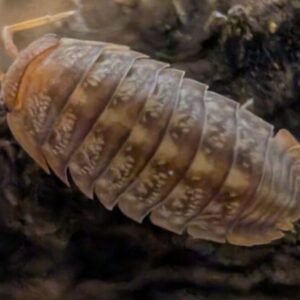 cropped pxl 20250912 025712074 scaled 1.jpg