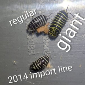 10 count Armadillidium maculatum 'giant' cropped pxl 20251206 0406441392 scaled 1.jpg