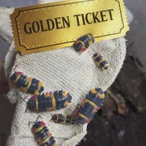 cropped att.r8hxcapufna6kbajbmdthfzkbk4sk9x9pf9cnxgafzc.png.jpeg