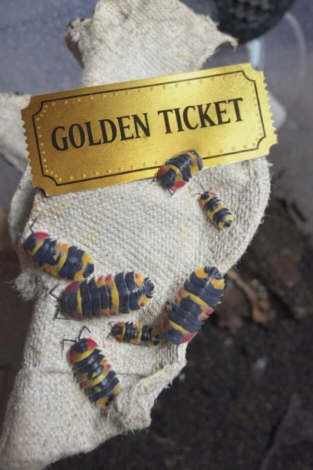 cropped att.r8hxcapufna6kbajbmdthfzkbk4sk9x9pf9cnxgafzc.png.jpeg cropped att.r8hxcapufna6kbajbmdthfzkbk4sk9x9pf9cnxgafzc.png.jpeg