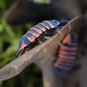 cropped cropped 1000018988 scaled 1.jpg