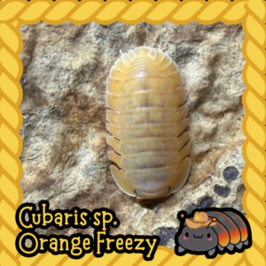 Cubaris sp. Orange Freezy - 10 count cropped cropped 19 1.png
