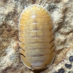Cubaris sp. Orange Freezy 15+ 2 count cropped cropped 19 4.png