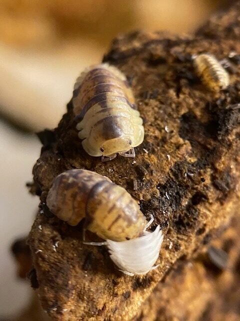 cropped cropped cordova molting rotated 2 1.jpg cropped cropped cordova molting rotated 2 1.jpg