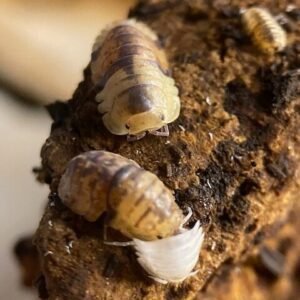 cropped cropped cordova molting rotated 2.jpg