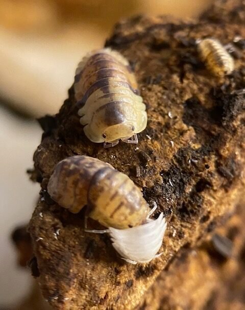 cropped cropped cordova molting rotated 2.jpg cropped cropped cordova molting rotated 2.jpg