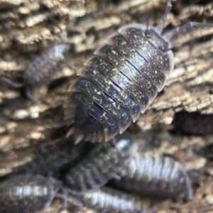 Porcellio Flavomarginatus “Crete” 20 Count cropped cropped crete3 rotated 2.jpg