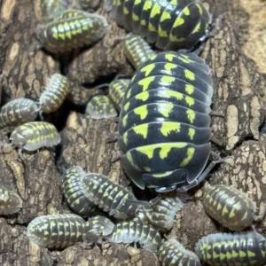 30 Ct Armadillidium Gestroi cropped cropped gestroi 1.webp