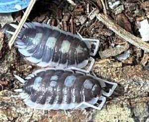 Gentle Giants - Porcellio Succinctus 10 count cropped cropped img 0069 1.jpeg