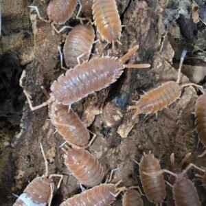 cropped cropped img 1191 scaled 1.jpeg