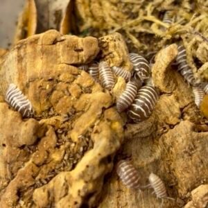 cropped cropped img 2132.jpeg