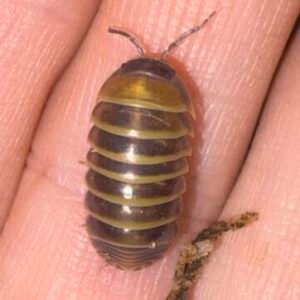 Armadillidium Badium Bumblebee Castledaccia - 10 count cropped cropped img 2221 scaled 1 1.jpeg