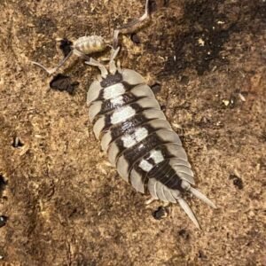 Porcellio Expansus “White” 10+1 Count cropped cropped img 5618 1.jpeg