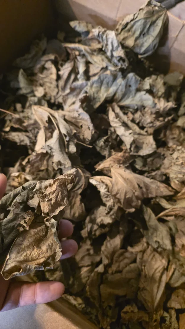 cropped cropped kudzu scaled 1.webp cropped cropped kudzu scaled 1.webp