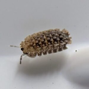 cropped cropped pxl 20250624 0558581673 scaled 1.jpg