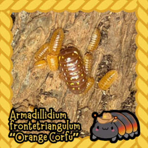 Armadillidium Frontetriangulum Orange Corfu - 15 count Orange Corfu