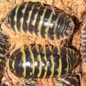 Armadillidium Maculatum Yellow Zebra - 20 count cropped cropped cropped img 2573 scaled 1 4 1.jpeg