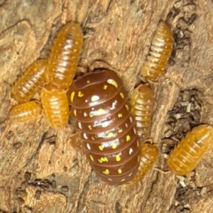 Armadillidium Frontetriangulum Orange Corfu 10+2 count cropped cropped cropped cropped 13 5.png