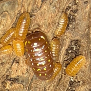 Armadillidium Frontetriangulum Orange Corfu - 15 + count cropped cropped cropped cropped 13 7.png