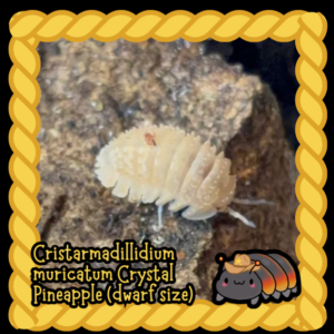 Cristarmadillidium muricatum Crystal Pineapple (dwarf size) - 10 count cropped cropped cropped cropped 25.png