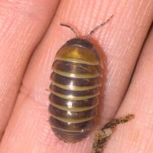 Armadillidium Badium Castledaccia - 8+2 count cropped cropped cropped cropped img 2221 scaled 1.jpeg