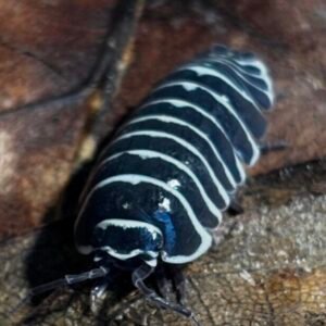 Armadillidium Maculatum - 20 + 2 cropped cropped cropped cropped cropped img 0079.jpeg