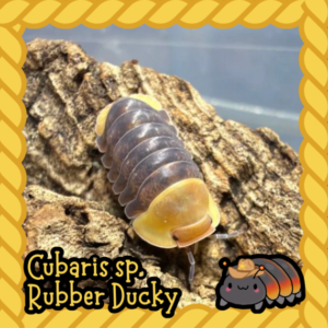 CUBARIS SP. RUBBER DUCKY 8 COUNT cropped cropped cropped cropped cropped cropped cropped 24.png