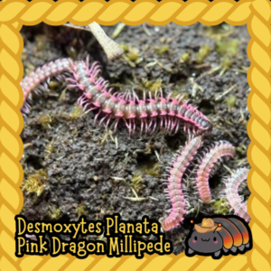 cropped cropped cropped cropped millipede 1.png
