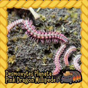 cropped cropped cropped cropped millipede 3.png