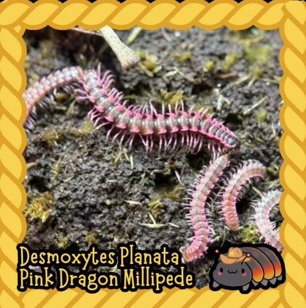 cropped cropped cropped cropped millipede 3.png cropped cropped cropped cropped millipede 3.png