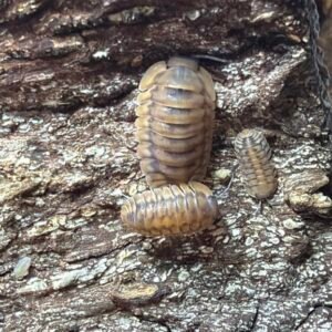 10 + count of Cubaris sp. Yellow Tiger cropped cropped image 13 scaled 2.jpg