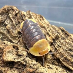 cropped cropped image 15 scaled 1.jpg