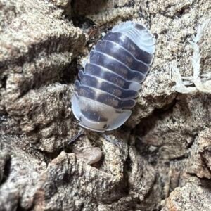 8+ Count of Cubaris sp. White Ducky cropped cropped image 17 scaled 1.jpg