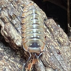 10 + Count of Spherillo sp. Dream cropped cropped image 23 scaled 1.jpg