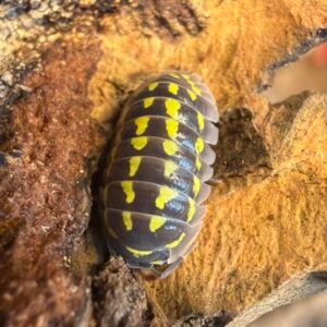 Armadillidium Gestroi - 10 count cropped cropped image 28 scaled 1 1.jpg