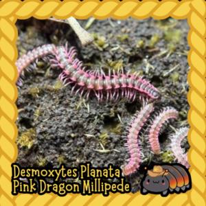 cropped cropped millipede.png