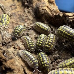 24 Hour / 24 Count Spots & Stripes cropped gestroi.jpeg