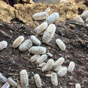 50 + Ct. Cubaris Murina Combo cropped image 1 scaled 1.jpg