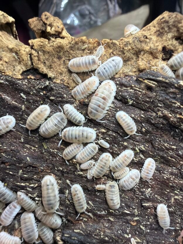 cropped image 1 scaled 1.jpg cropped image 1 scaled 1.jpg