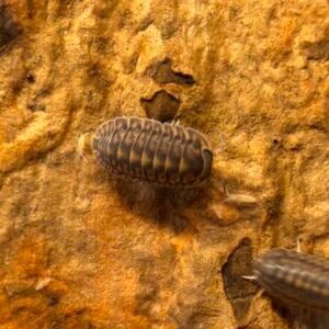 cropped image 25 scaled 2.jpg