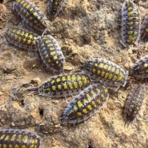 cropped image 26 scaled 1.jpg